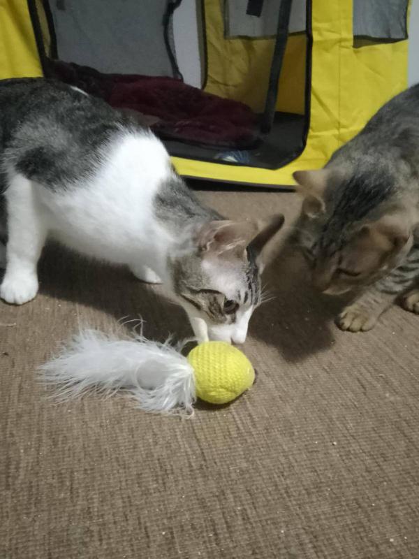 MERLINO, tenero gatto in adozione! Foto 6