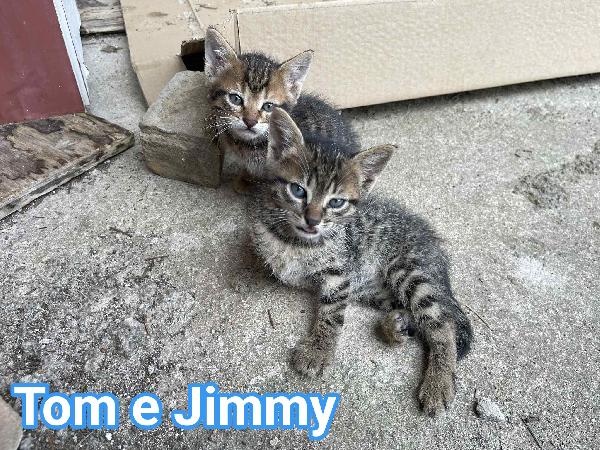 TOM e JIMMY, cuccioli per adozione di coppia! Foto 2