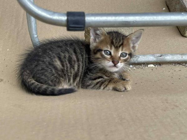 TOM e JIMMY, cuccioli per adozione di coppia! Foto 3