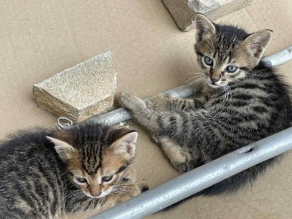 TOM e JIMMY, cuccioli per adozione di coppia! Foto 4