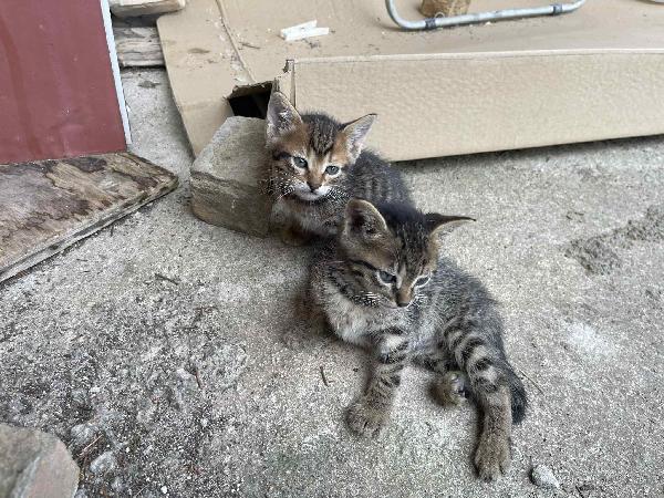 TOM e JIMMY, cuccioli per adozione di coppia! Foto 5