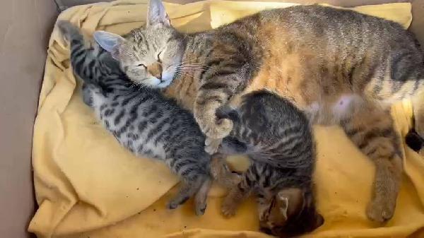 TOM e JIMMY, cuccioli per adozione di coppia! Foto 6