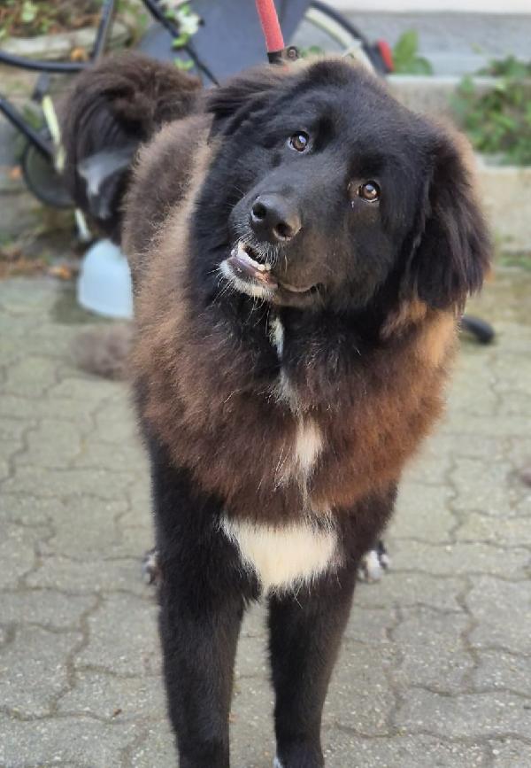 Taz Cagnolone Buonissimo In Cerca Di Casa 