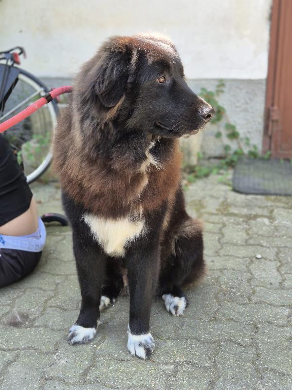 Taz cagnolone buonissimo in cerca di casa  Foto 2