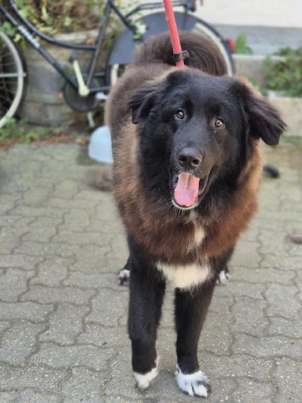 Taz cagnolone buonissimo in cerca di casa  Foto 3