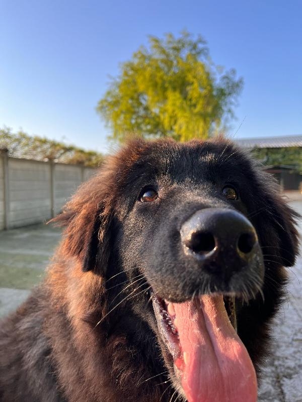 Taz cagnolone buonissimo in cerca di casa  Foto 4