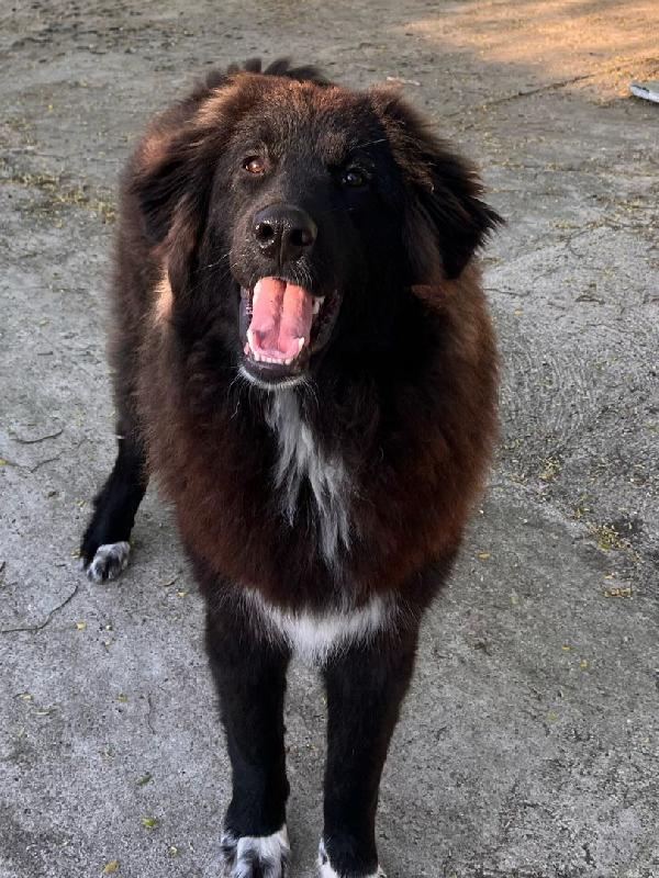 Taz cagnolone buonissimo in cerca di casa  Foto 5