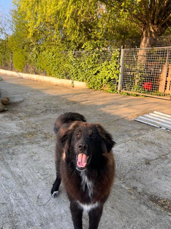 Taz cagnolone buonissimo in cerca di casa  Foto 7