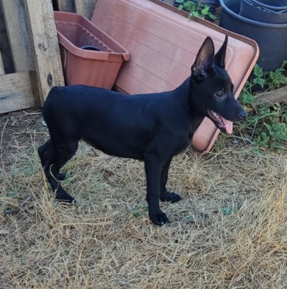 MOKA ASPETTA UNA MAMMA  Foto 4