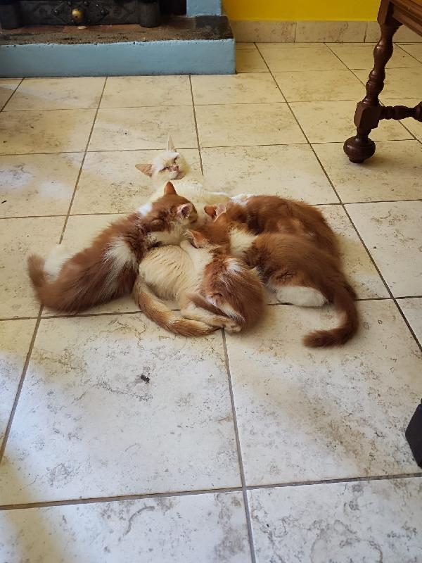 4 Gattini In Cerca Di Casa!!!