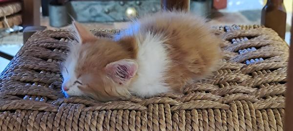 4 GATTINI IN CERCA DI CASA!!! Foto 2