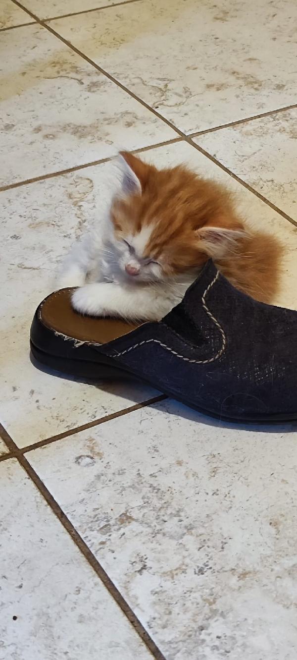 4 GATTINI IN CERCA DI CASA!!! Foto 3