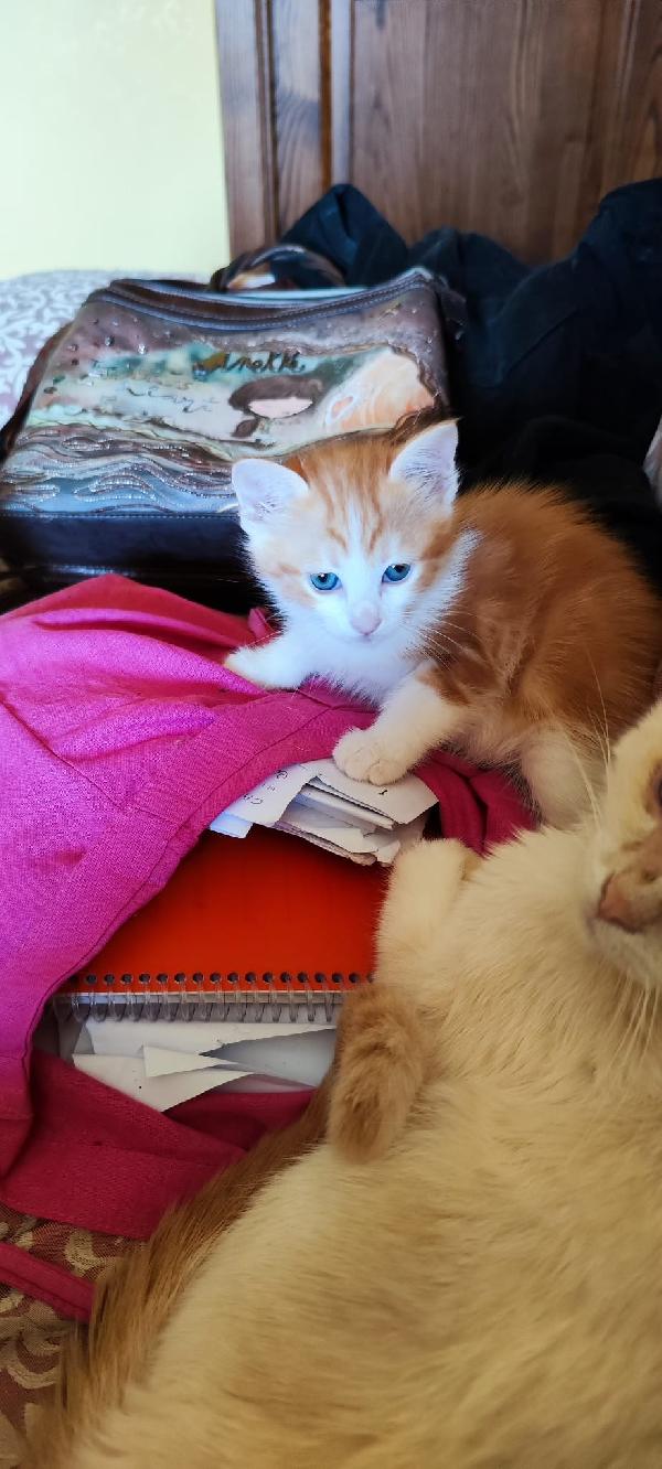 4 GATTINI IN CERCA DI CASA!!! Foto 4