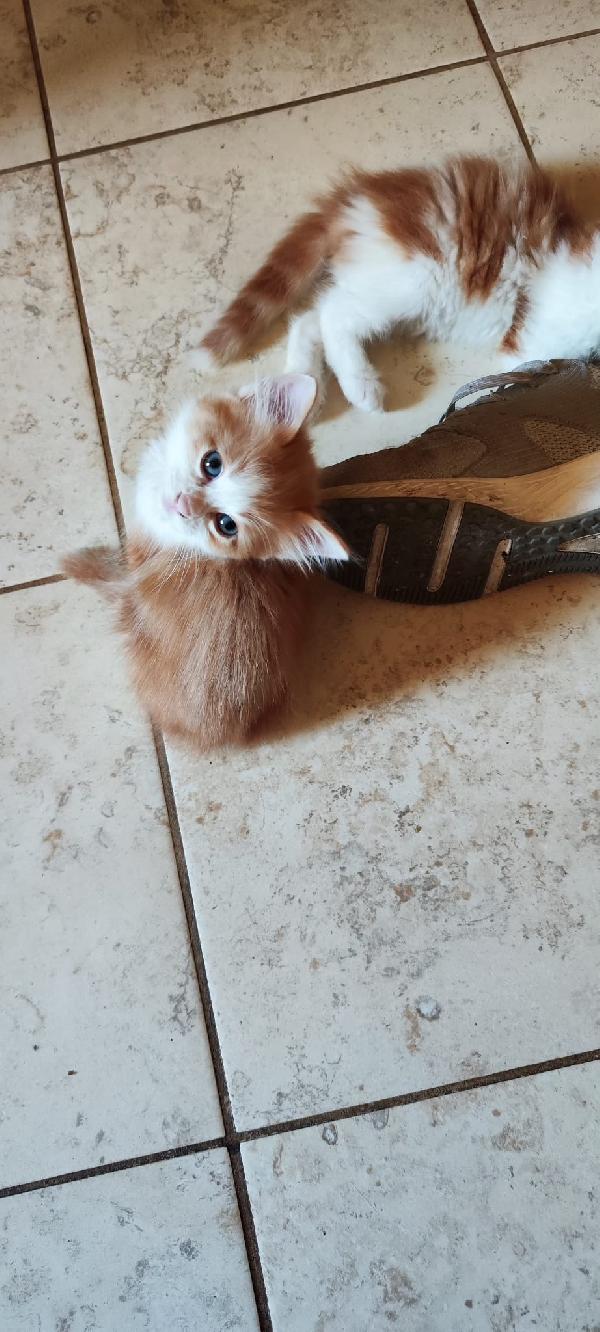 4 GATTINI IN CERCA DI CASA!!! Foto 5