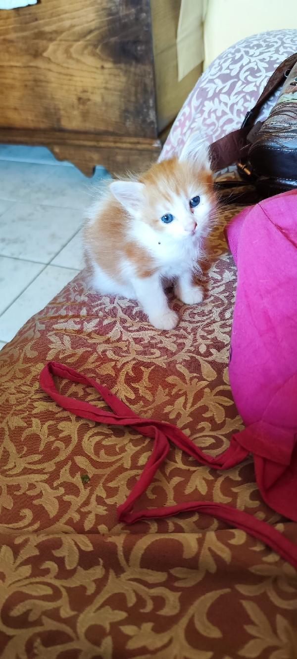 4 GATTINI IN CERCA DI CASA!!! Foto 6