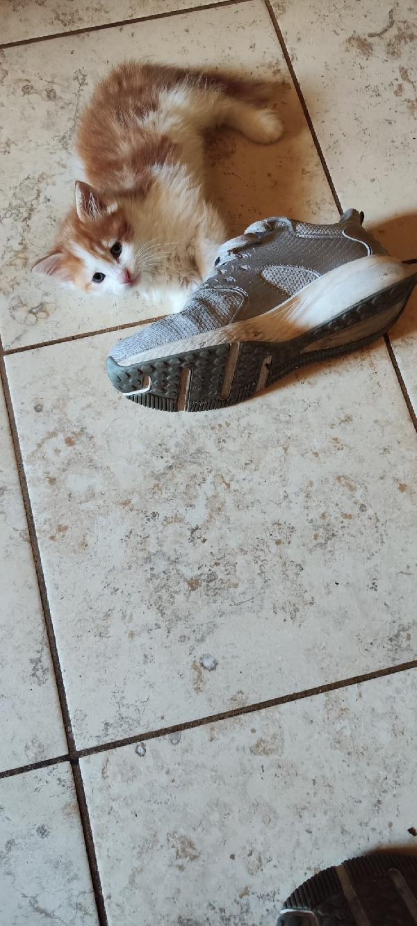 4 GATTINI IN CERCA DI CASA!!! Foto 7