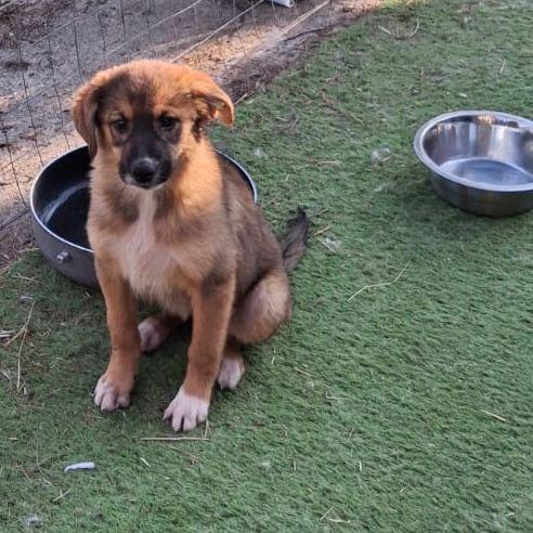 BRENDA cucciolotta di 4 mesi taglia media  Foto 2