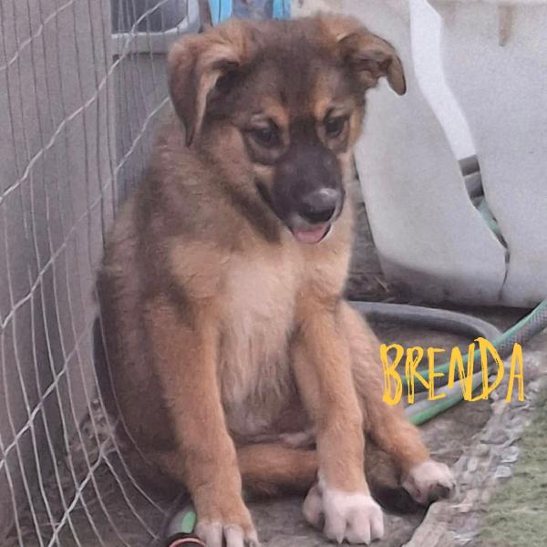 Brenda,4 mesi aspetta un lieto fine Foto 7