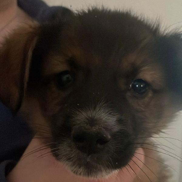Brenda un amore a 4 zampine taglia media di 4 mesi  Foto 1