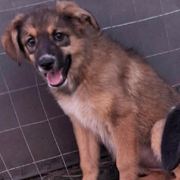 Brenda un amore a 4 zampine taglia media di 4 mesi  Foto 3