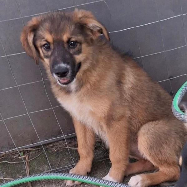 Brenda un amore a 4 zampine taglia media di 4 mesi  Foto 4