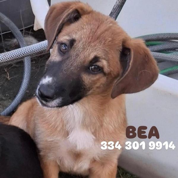 Bea, 4 mesi splendida Foto 1