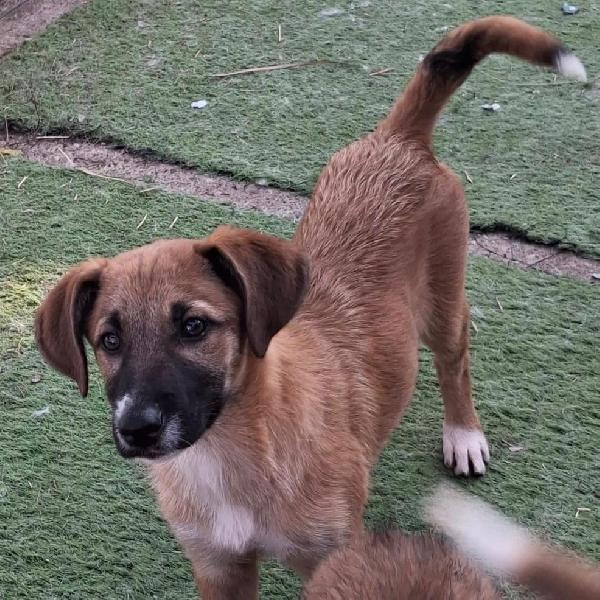 Bea, 4 mesi splendida Foto 2