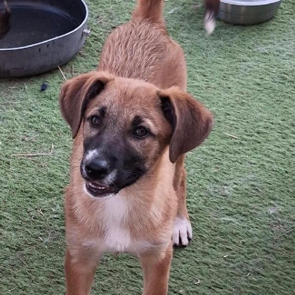 Bea, 4 mesi splendida Foto 4