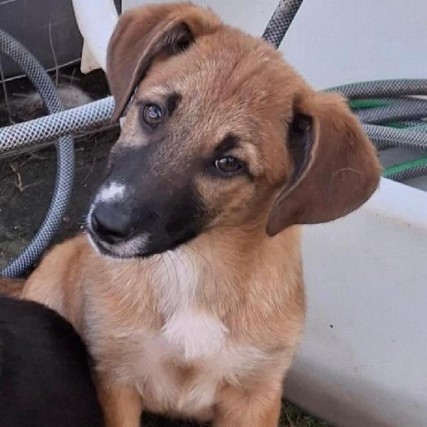 Bea, 4 mesi splendida Foto 6
