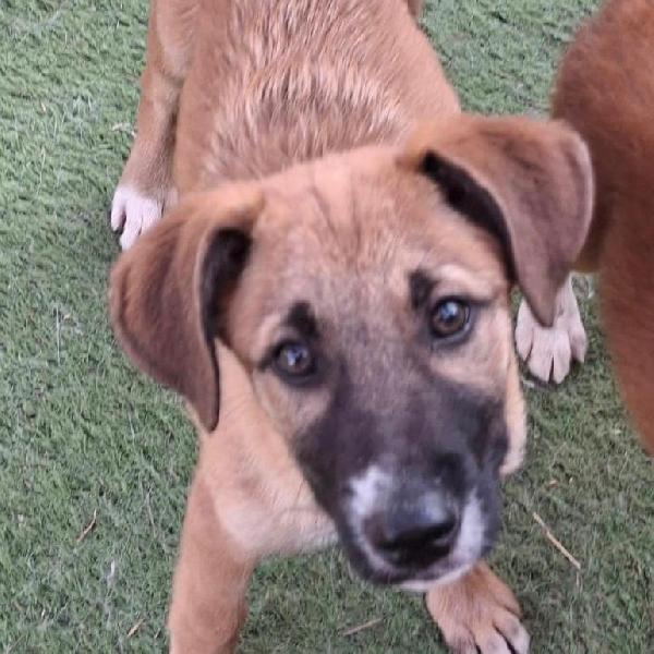 Bea Bau Pelosetta Taglia Media Di 4 Mesi 