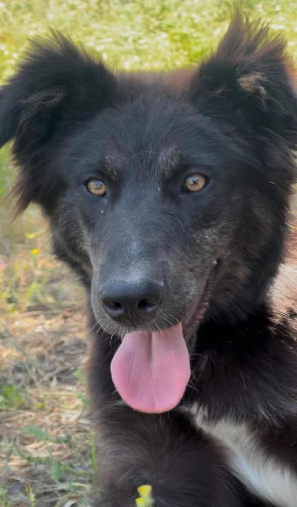 Clara, 7 mesi, adorabile  Foto 3