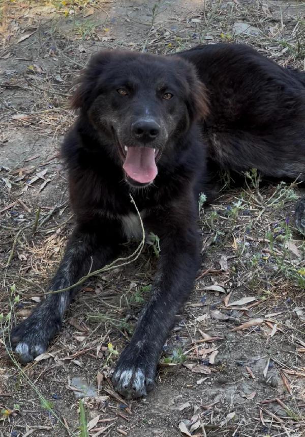 Clara, 7 mesi, adorabile  Foto 6
