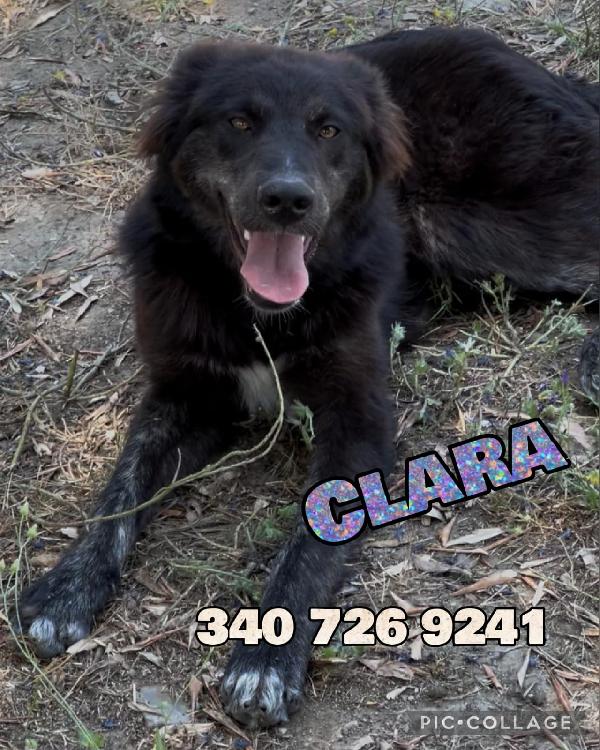 Clara Cucciola Di 7 Mesi Taglia Media 