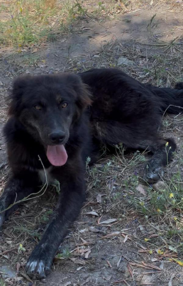 Clara Una Bella Cagnolina Taglia Media Di 7 Mesi 