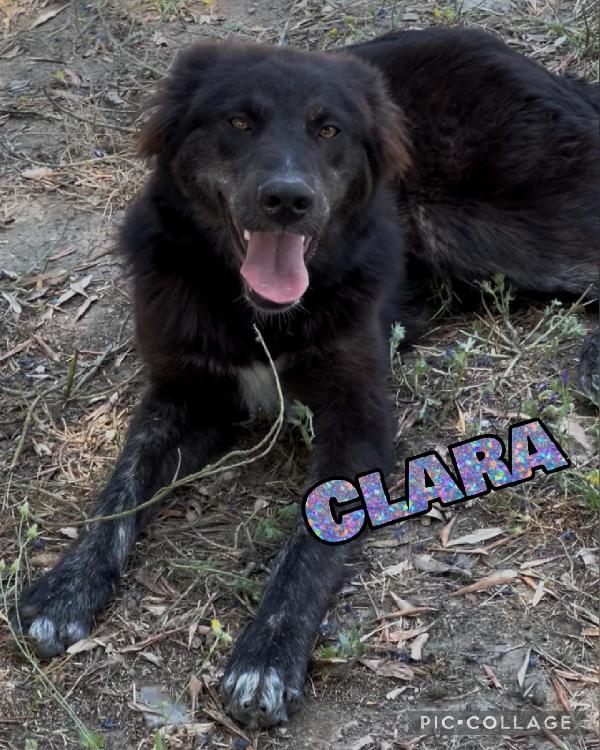 Clara una bella cagnolina taglia media di 7 mesi  Foto 3