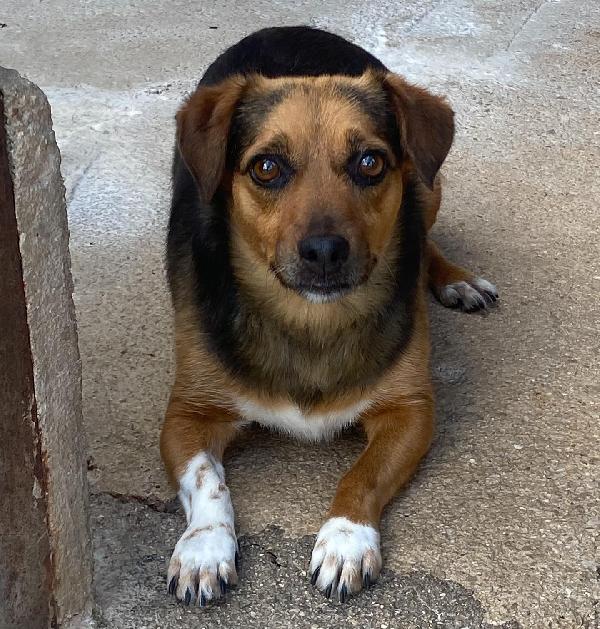 Memole 4 Anni Taglia Piccola Cerca Casa - Adozione Canile Di Latina