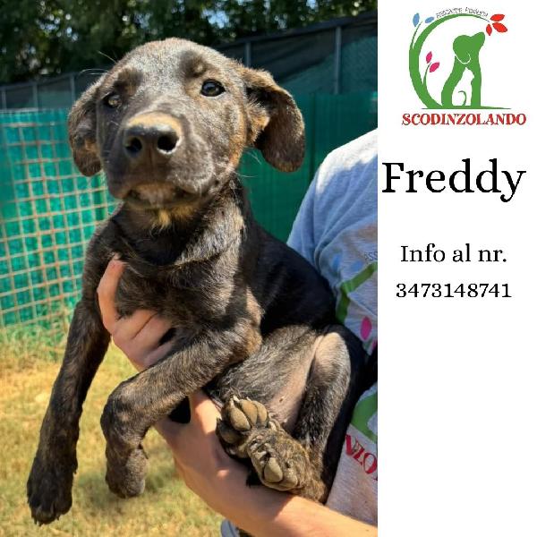 Freddy Cucciolo Dolce E Coccolone Cerca Adozione - 3 Mesi 