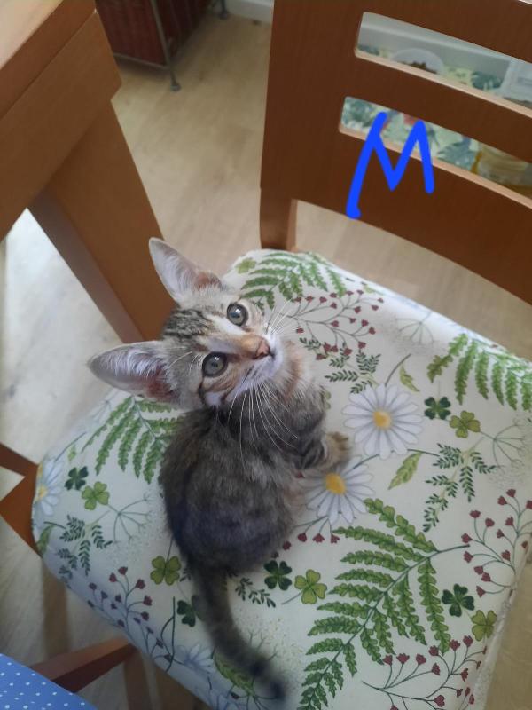 LA CARICA DEI MICINI SORIANI Foto 2