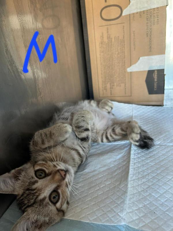 LA CARICA DEI MICINI SORIANI Foto 3