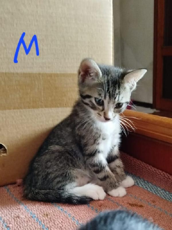 LA CARICA DEI MICINI SORIANI Foto 5