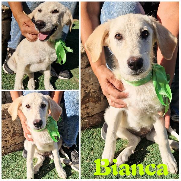 Bianca Dolce Cucciola In Adozione Cerca La Sua Famiglia 