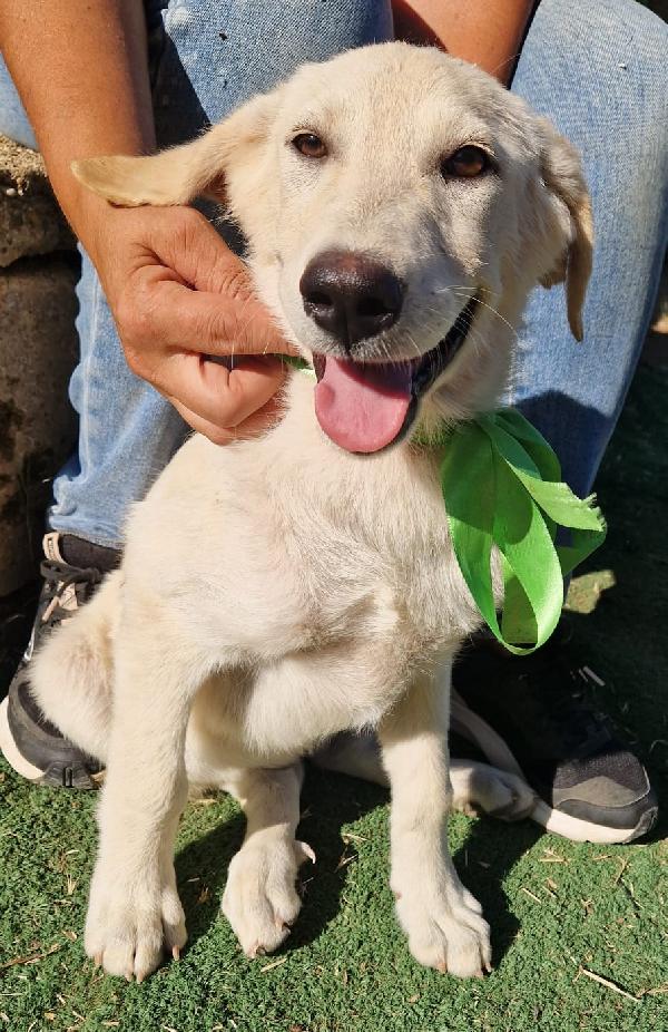 Bianca dolce cucciola in adozione cerca la sua famiglia  Foto 3