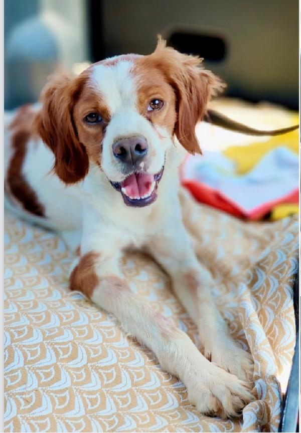 Breton 3anni kg13 MODENA URGENTE Foto 1