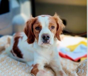 Breton 3anni kg13 MODENA URGENTE Foto 2