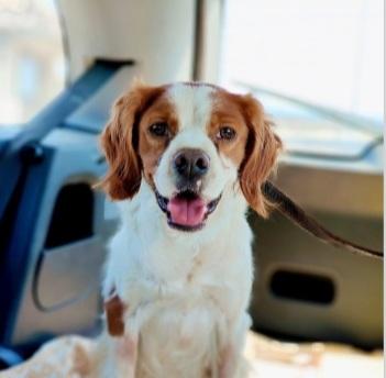 Breton 3anni kg13 MODENA URGENTE Foto 3