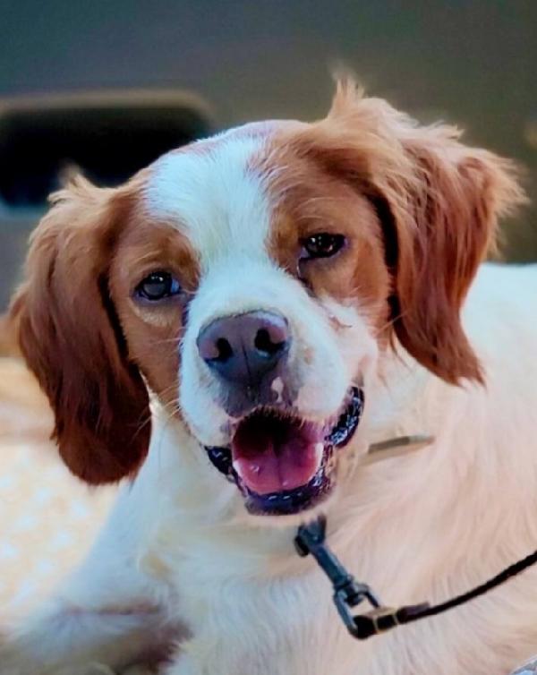 Breton 3anni kg13 MODENA URGENTE Foto 4