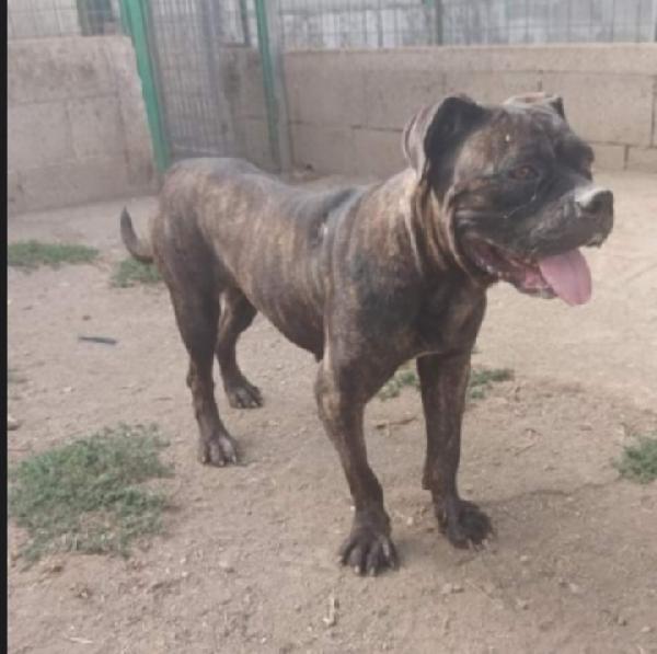 Mix Pit/Corso Femmina Giovane In Canile Da Oltre 2Anni