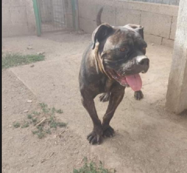 Mix Pit/Corso femmina giovane in canile da oltre 2anni Foto 2