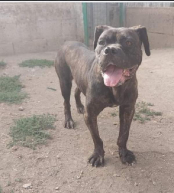 Mix Pit/Corso femmina giovane in canile da oltre 2anni Foto 3