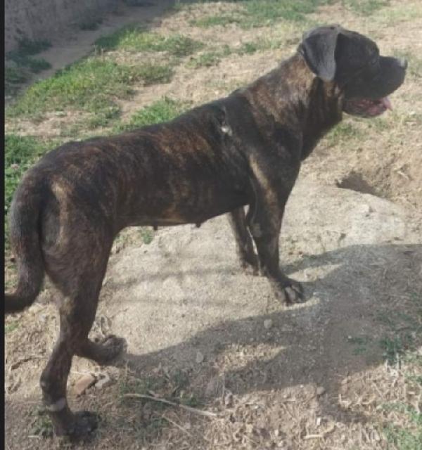 Mix Pit/Corso femmina giovane in canile da oltre 2anni Foto 4